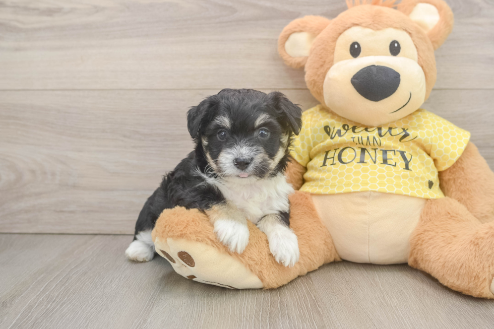 Funny Aussiechon Designer Pup