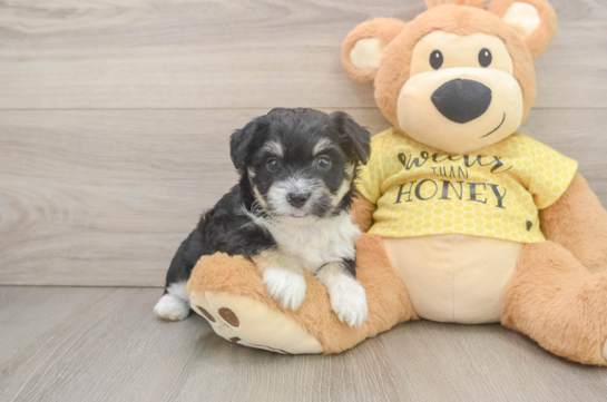 Funny Aussiechon Designer Pup