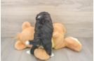 Playful Aussie Bichon Designer Puppy