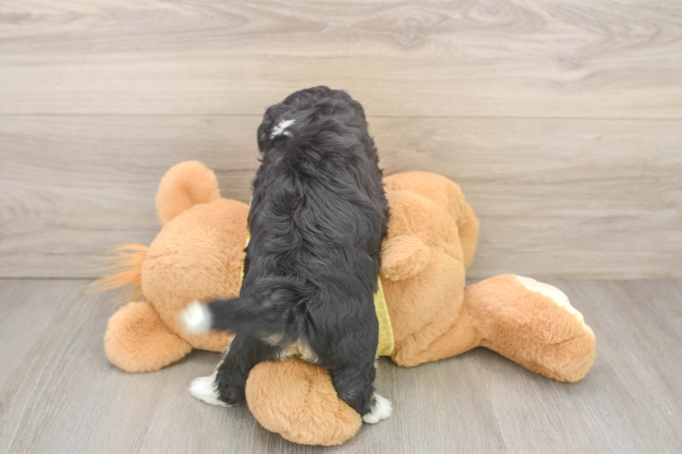 Playful Aussie Bichon Designer Puppy