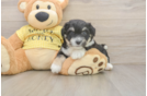 Best Aussiechon Baby