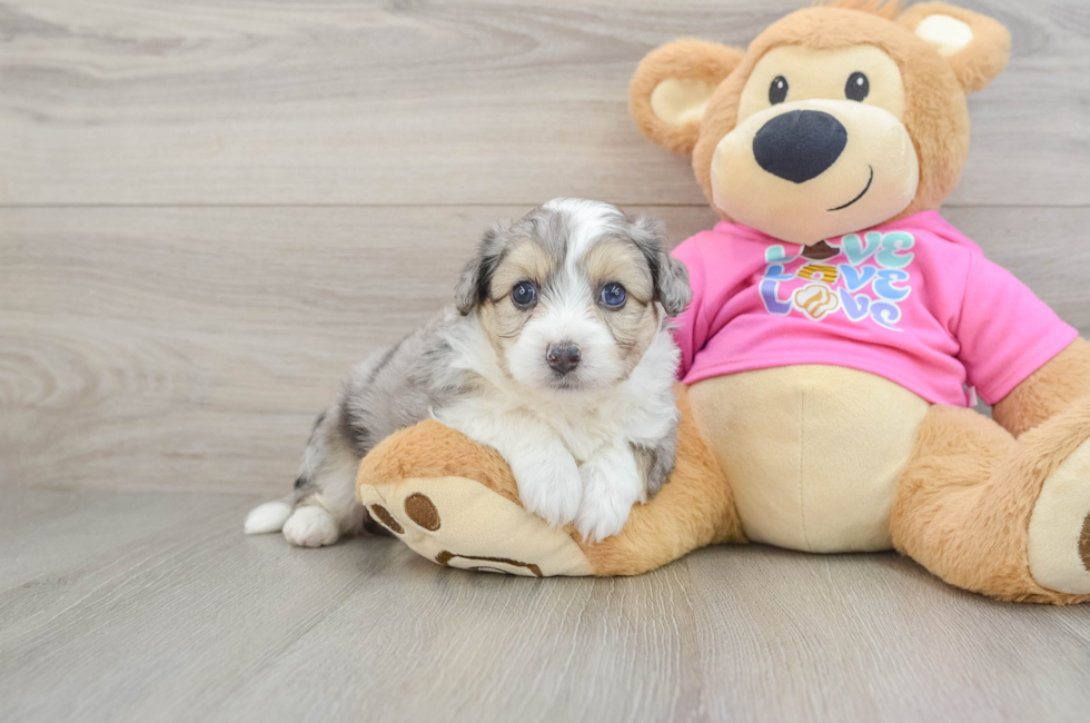 5 week old Aussiechon Puppy For Sale - Lone Star Pups