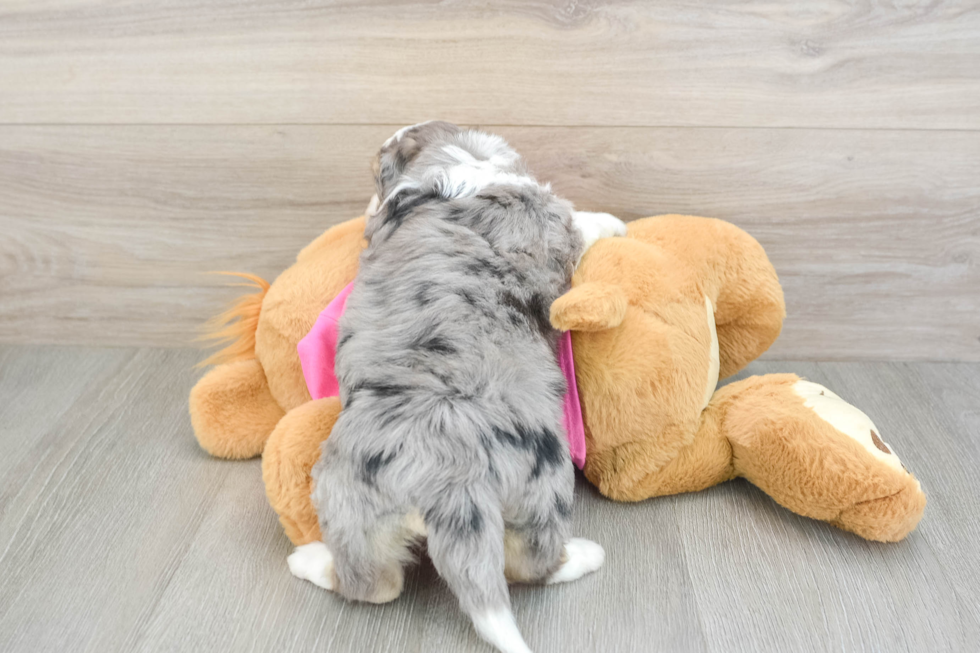 Best Aussiechon Baby