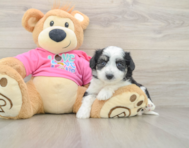 6 week old Aussiechon Puppy For Sale - Lone Star Pups
