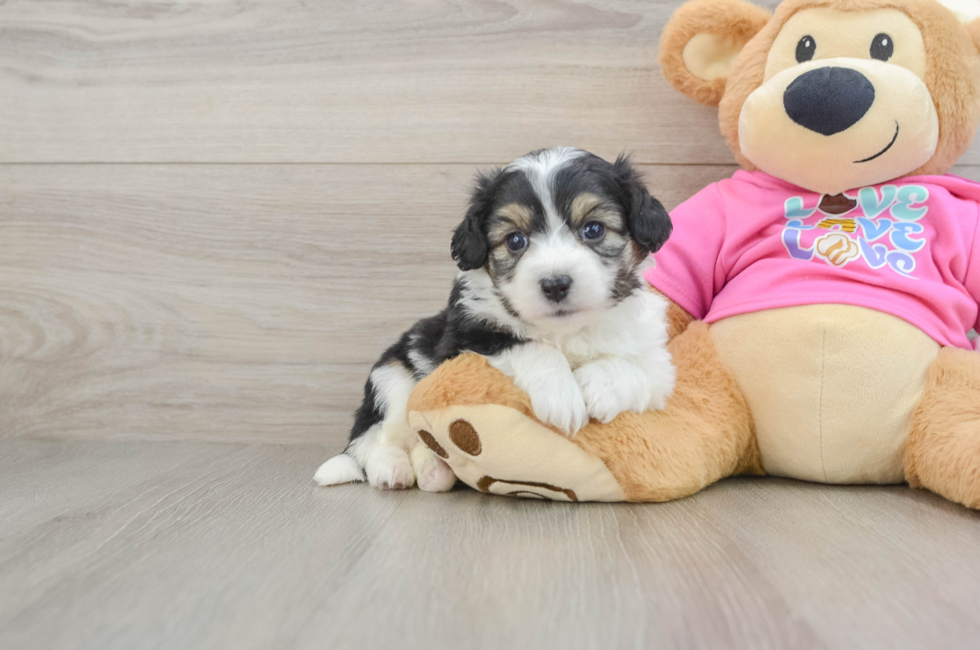 5 week old Aussiechon Puppy For Sale - Lone Star Pups