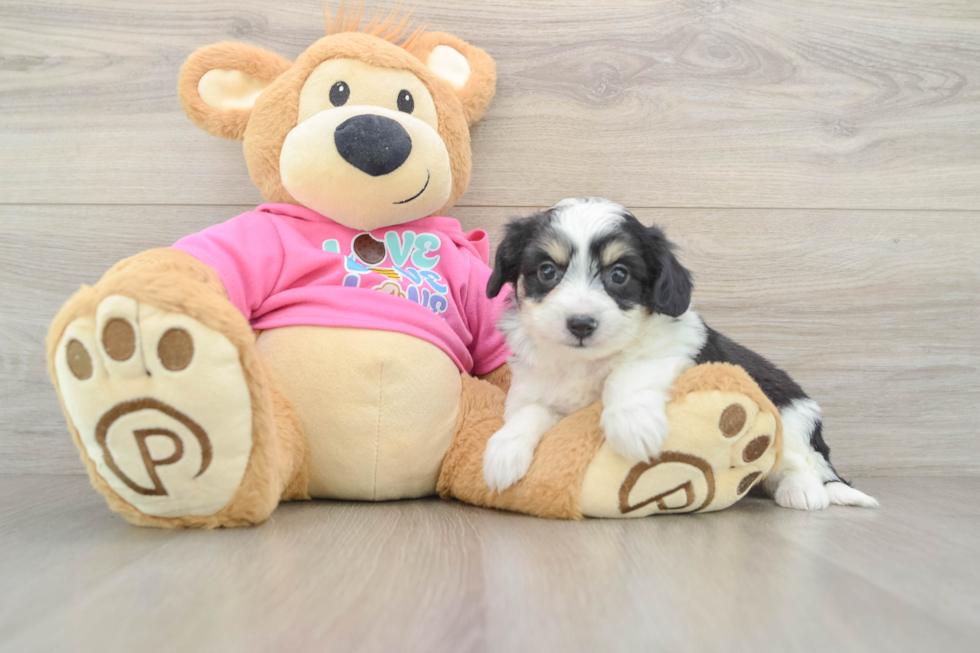 Friendly Aussiechon Baby