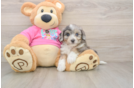 Aussiechon Puppy for Adoption