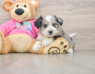 7 week old Aussiechon Puppy For Sale - Lone Star Pups