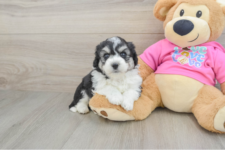 Popular Aussiechon Designer Pup
