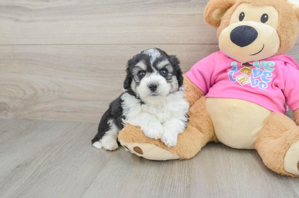5 week old Aussiechon Puppy For Sale - Lone Star Pups