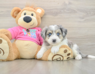 6 week old Aussiechon Puppy For Sale - Lone Star Pups