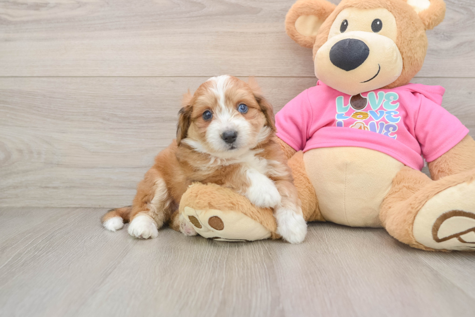 Aussiechon Pup Being Cute