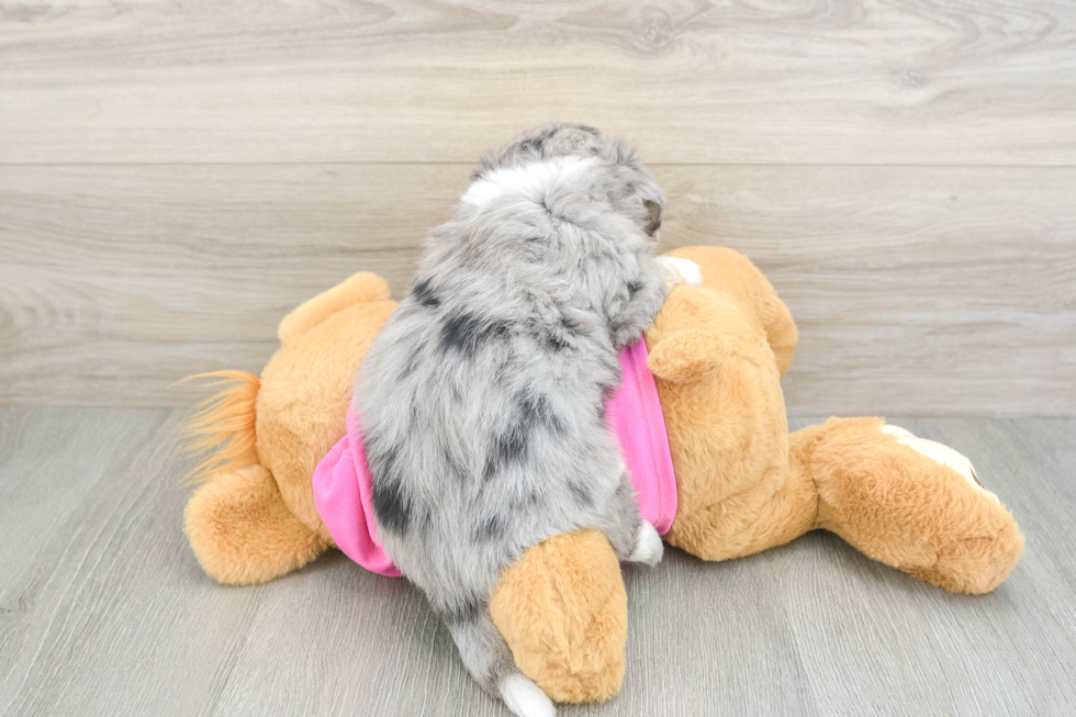 Best Aussiechon Baby