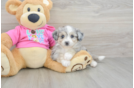 Aussiechon Puppy for Adoption