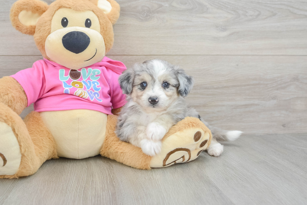 Aussiechon Puppy for Adoption
