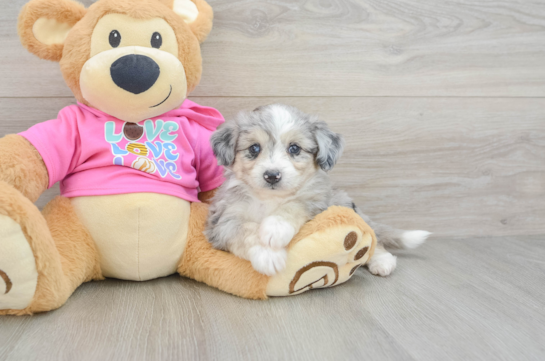 Aussiechon Puppy for Adoption