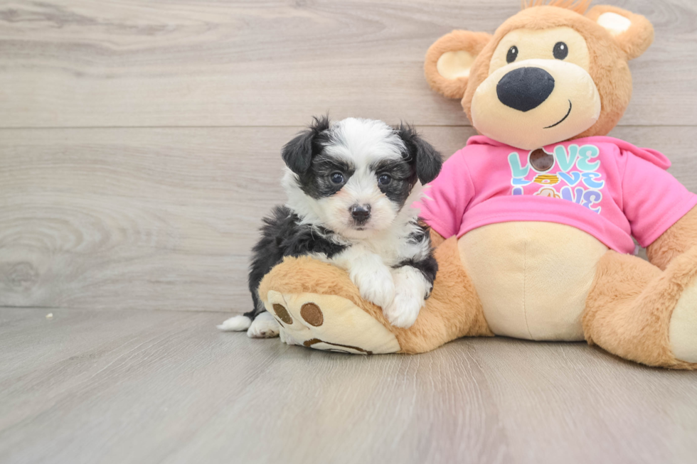 Energetic Aussie Bichon Designer Puppy