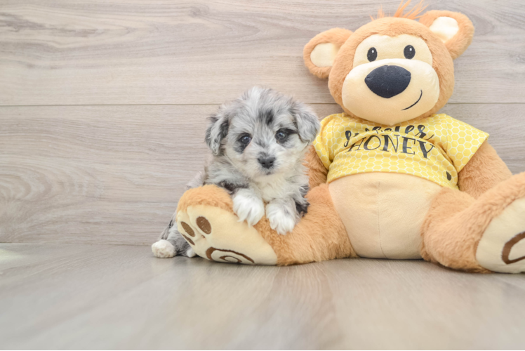 Petite Aussiechon Designer Pup