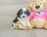 6 week old Aussiechon Puppy For Sale - Lone Star Pups
