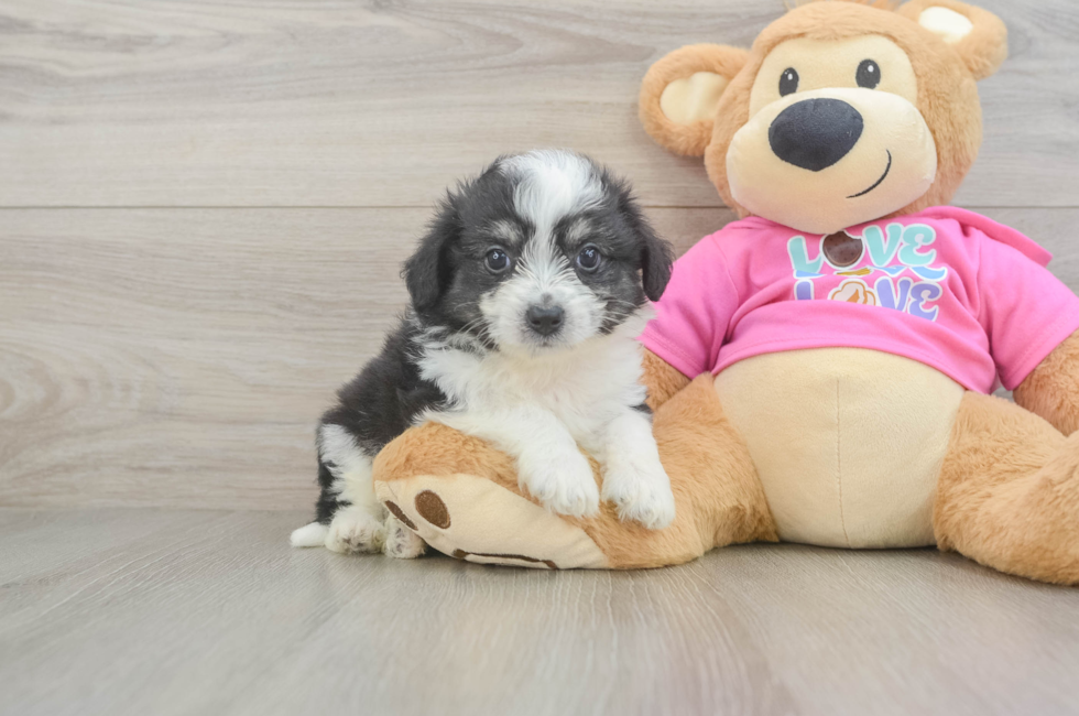 5 week old Aussiechon Puppy For Sale - Lone Star Pups