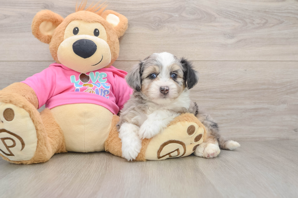 Best Aussiechon Baby