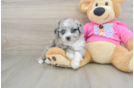 Smart Aussiechon Designer Pup
