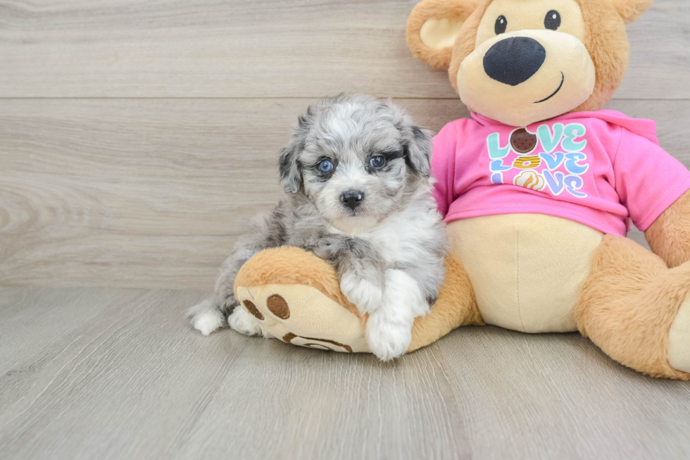 Smart Aussiechon Designer Pup