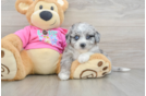 Adorable Aussie Bichon Designer Puppy