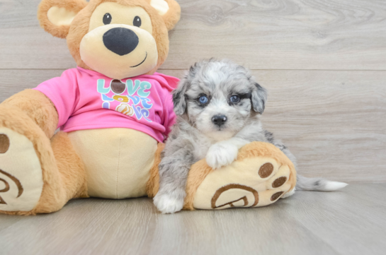 Adorable Aussie Bichon Designer Puppy