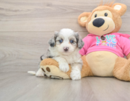 8 week old Aussiechon Puppy For Sale - Lone Star Pups