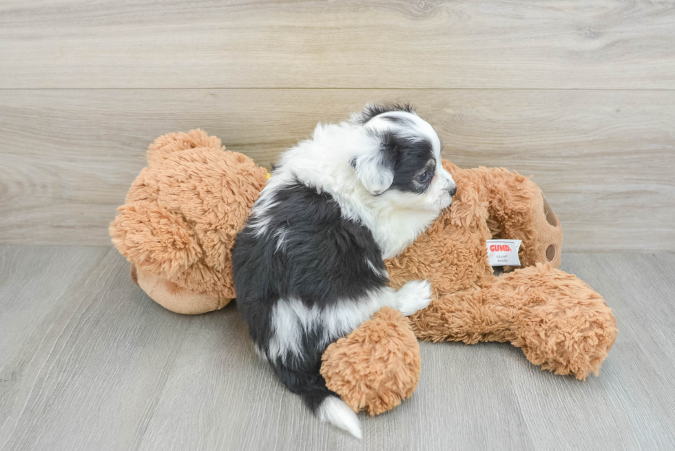 Playful Aussie Bichon Designer Puppy