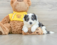 8 week old Aussiechon Puppy For Sale - Lone Star Pups