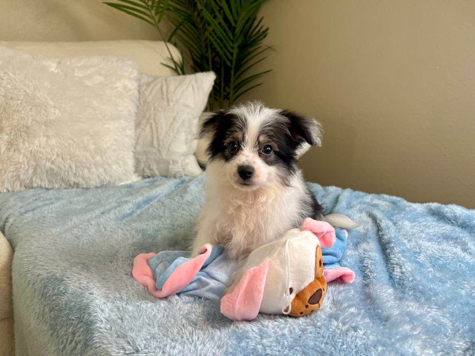 Cute Aussiechon Designer Pup