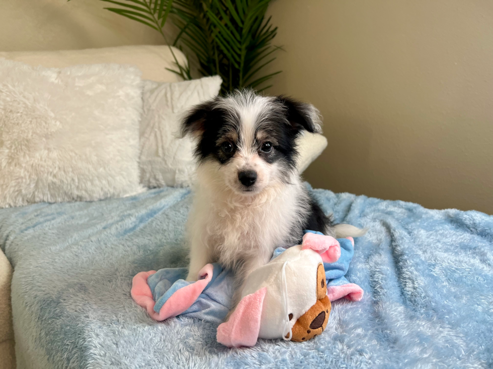 Aussiechon Pup Being Cute