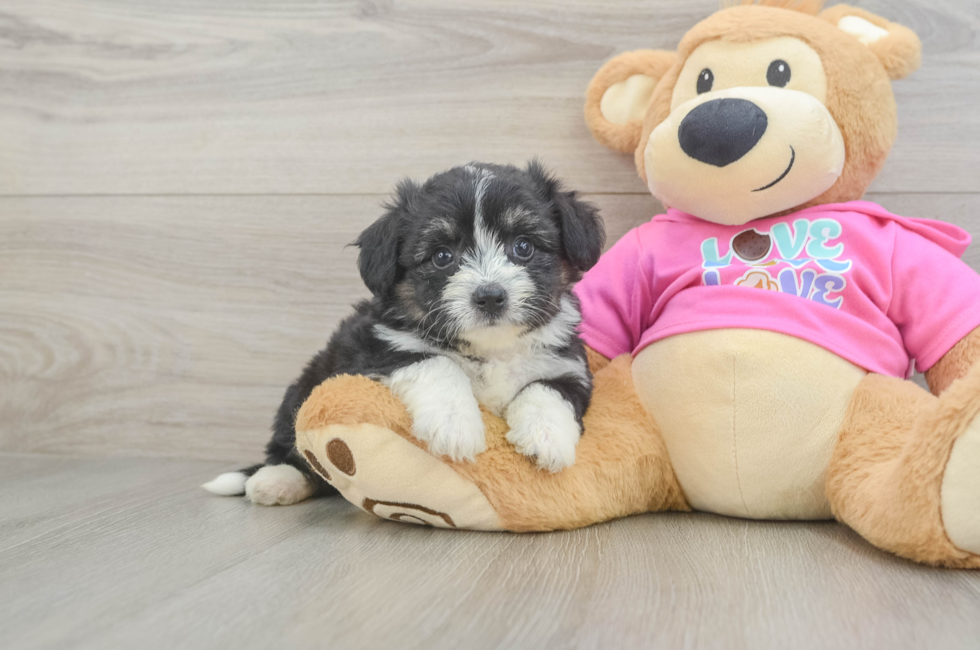 5 week old Aussiechon Puppy For Sale - Lone Star Pups