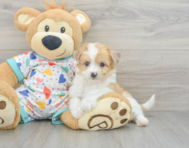 8 week old Aussiechon Puppy For Sale - Lone Star Pups