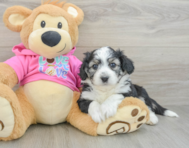 5 week old Aussiechon Puppy For Sale - Lone Star Pups