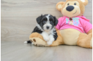 Aussiechon Puppy for Adoption