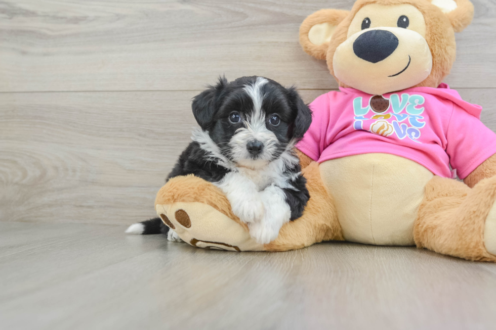 Aussiechon Puppy for Adoption