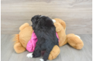 Energetic Aussie Bichon Designer Puppy