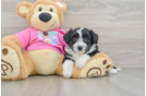 Aussiechon Puppy for Adoption
