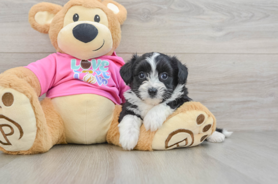 Aussiechon Puppy for Adoption