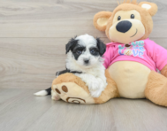 6 week old Aussiechon Puppy For Sale - Lone Star Pups