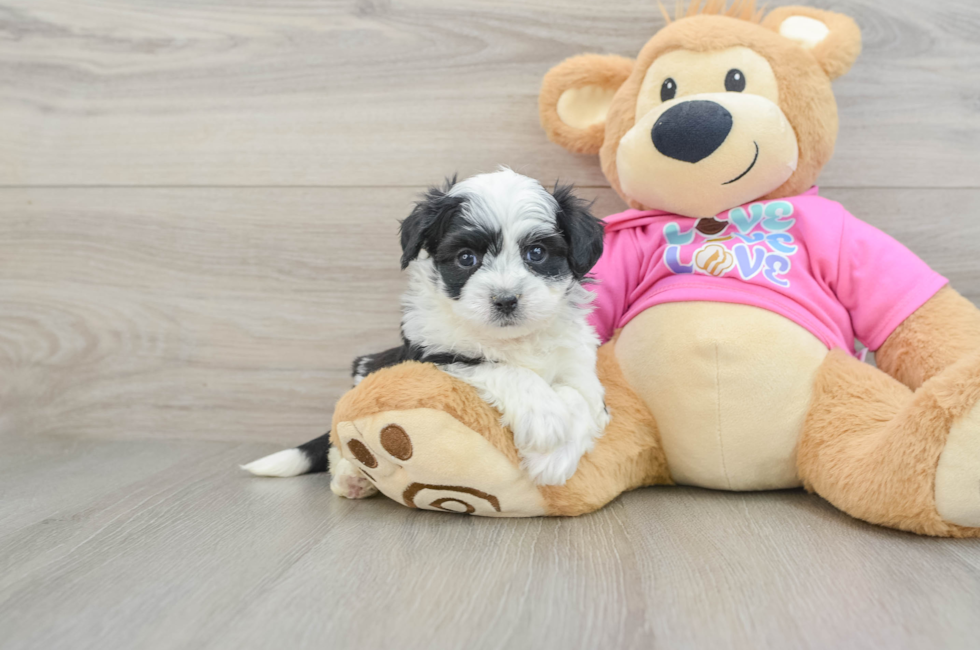 5 week old Aussiechon Puppy For Sale - Lone Star Pups