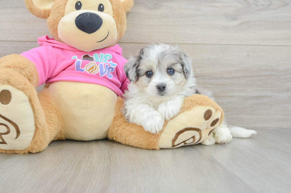 5 week old Aussiechon Puppy For Sale - Lone Star Pups