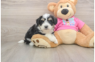 Aussiechon Puppy for Adoption