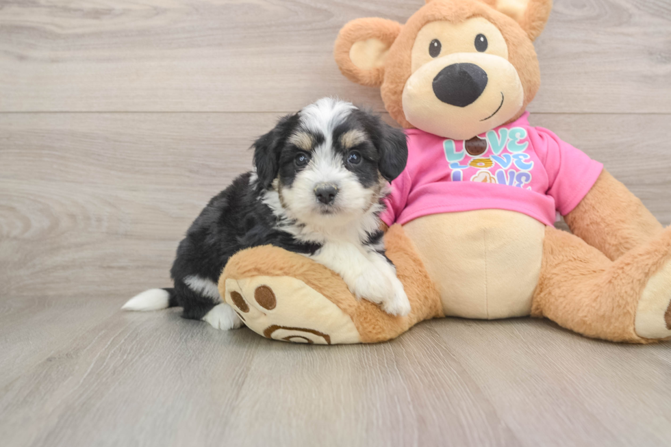 Aussiechon Puppy for Adoption