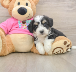 7 week old Aussiechon Puppy For Sale - Lone Star Pups