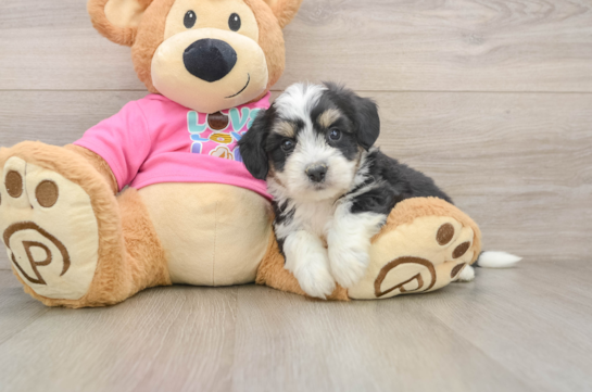Small Aussiechon Baby