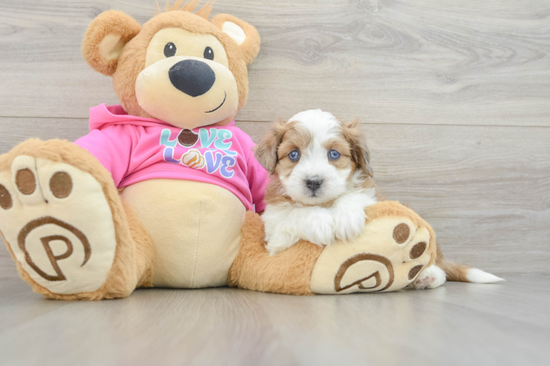 Meet Jenga - our Aussiechon Puppy Photo 3/3 - Lone Star Pups